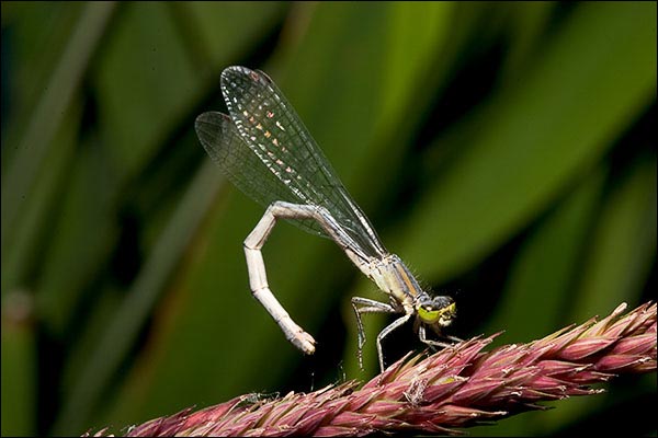 enlarged view